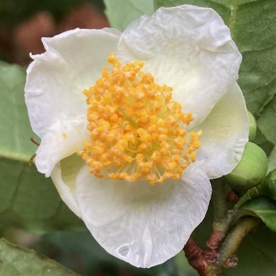 Camellia species - tea group